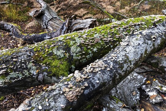 Tree fungus, Split Gill (Schizophyllum commune), on dead tree trunk, Dar&szlig;wald, Dar&szlig;, Fischland-Dar&szlig;-Zingst, National Park Vorpommersche Boddenlandschaft, Mecklenburg-Vorpommern, Germany