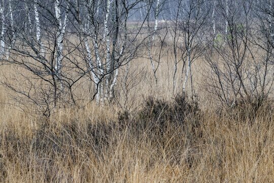 Birches (Betula pendula) in the moor, Emsland, Lower Saxony, Germany