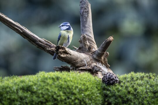 Blue tit (Parus caerulea), Emsland, Lower Saxony, Germany