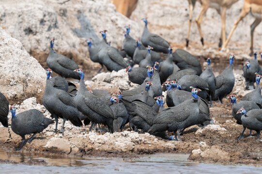 Helmet guinea fowl (Numida meleagris), swarm at the waterhole, Nxai Pan National Park, Botswana