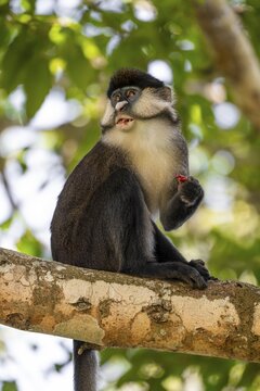 Red-tailed monkeys or Congo white-nosed monkeys (Cercopithecus ascanius schmidti), Kibale National Park, Uganda