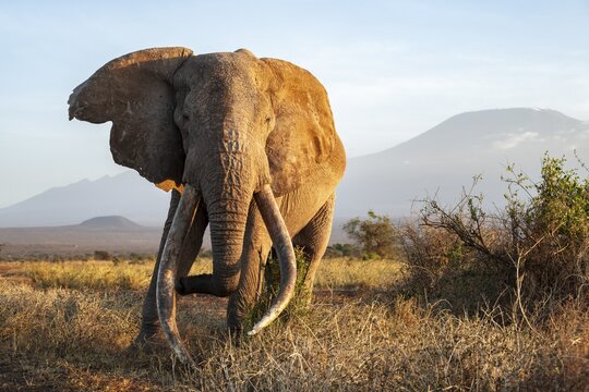 African elephant (Loxodonta africana) in picturesque landscape with the summit of Mount Kilimanjaro, the famous Super Tusker elephant Craig, old male with long tusks, in the evening light, Kajiado County, Kenya