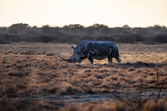 Southern white rhinoceros (Ceratotherium simum simum), Khama Rhino Sanctuary, Serowe, Botswana