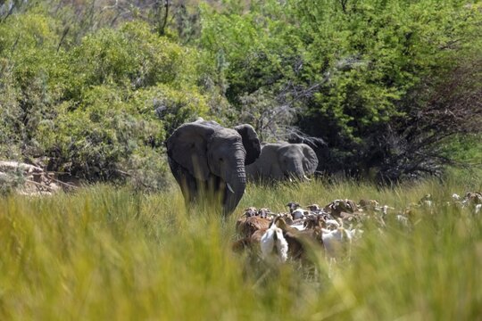 Conflict between livestock and wildlife, herd of goats and desert elephants in the riverbed of the Ugab River, Brandberg, Namibia