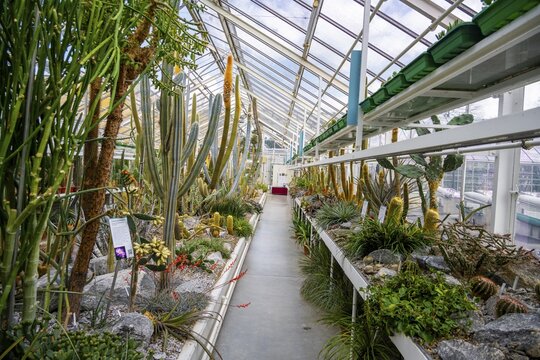 Botanical Garden, greenhouse with cacti and succulents, Zurich Succulent Collection, Switzerland