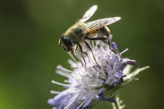 Drone fly (Eristalis interrupta) on water mint (Mentha aquatica), Emsland, Lower Saxony, Germany