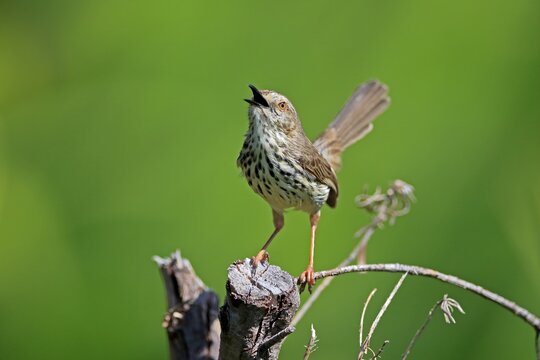 Spotted Prinia (Prinia maculosa), adult, on wait, singing, Kirstenbosch Botanical Gardens, Cape Town, South Africa