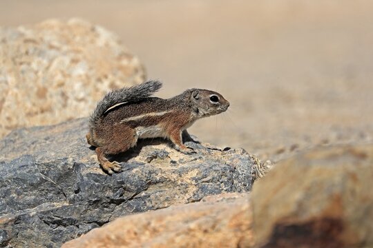 Antelope gopher, (Ammospermophilus harrisii), adult, on tree, foraging, Sonoran Desert, Arizona, North America, USA