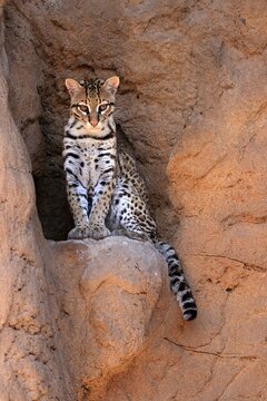 Ocelot (Leopardus pardalis), adult, sitting, at the den, alert, Sonora Desert, Arizona, North America, USA