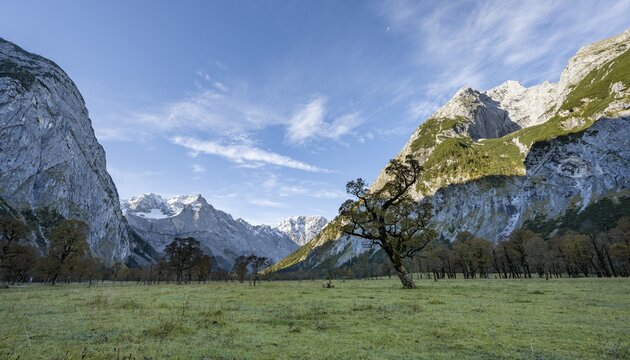 Maple trees with autumn leaves, autumn landscape in Ri&szlig;tal with Spritzkarspitze, Gro&szlig;er Ahornboden, Engalpe, Eng, municipality of Hinterri&szlig;, Karwendel Mountains, Alpenpark Karwendel, Tyrol, Austria