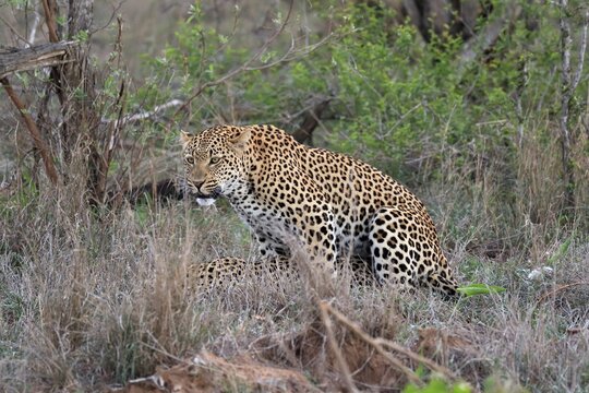 Leopard (Panthera pardus), adult, pair, mating, Sabi Sand Game Reserve, Kruger National Park, Kruger National Park, South Africa