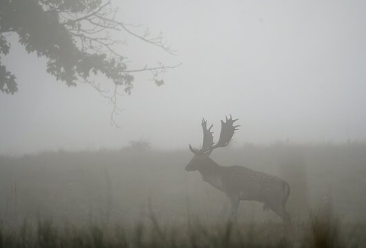 Fallow deer (Cervus dama), male, rut, Hesse, Germany