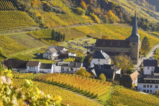 Vineyards in autumn, Mayscho&szlig; with parish church, red wine growing region Ahrtal, red wine of the Pinot Noir and Portugieser grape is grown here, Eifel, Rhineland-Palatinate, Germany