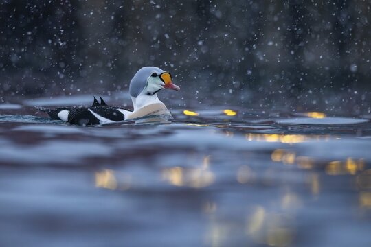 King eider (Somateria spectabilis), male, reflections of lights in the harbour, snowfall, Batsfjord, B&aring;tsfjord, Varanger Peninsula, Finnmark, Northern Norway, Norway
