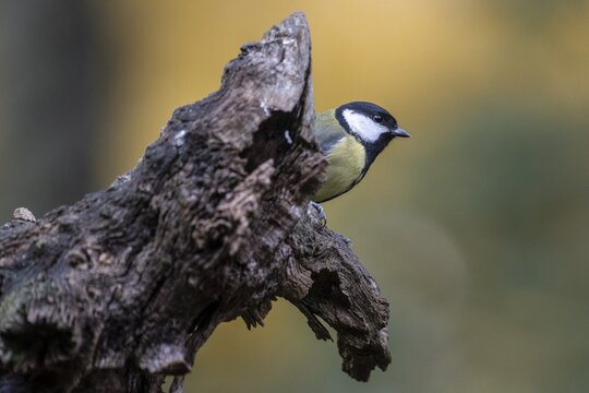 Great Tit (Parus major), Emsland, Lower Saxony, Germany