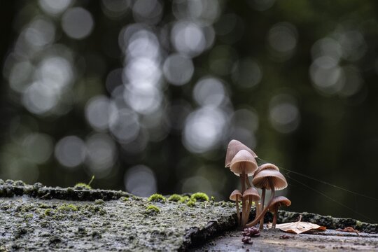 Large blood helmet (Mycena haematopus), Emsland, Lower Saxony, Germany