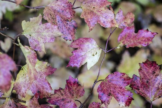 Guelder rose (Viburnum opulus), autumn foliage, Emsland, Lower Saxony, Germany
