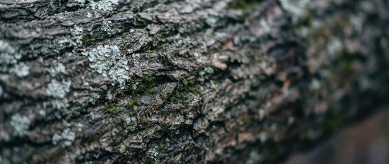 Rough tree bark texture with moss and lichen