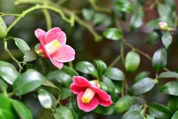 Obraz premium Kamelie 