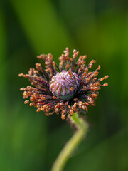 Mak polny - Papaver rhoeas L. © tom
