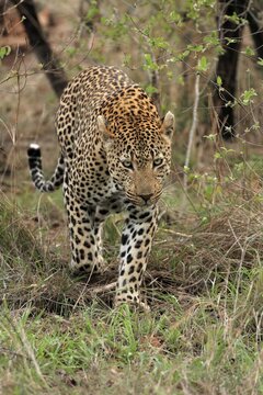 Leopard (Panthera pardus), adult, running, stalking, Sabi Sand Game Reserve, Kruger National Park, South Africa