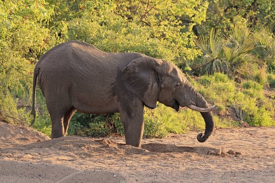 African elephant (Loxodonta africana), adult, on riverbed, water foraging, drinking, digging, foraging, Kruger National Park, South Africa