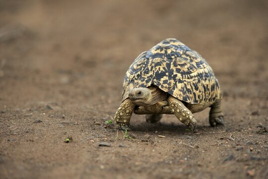 Leopard tortoise (Testudo pardalis), adult, walking, foraging, Kruger National Park, South Africa