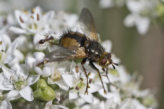 Hedgehog fly (Tachina fera), Emsland, Lower Saxony, Germany
