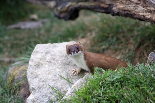 Ermine (Mustela erminea), Greater Weasel, stoat, adult, alert, Surrey, England, Great Britain