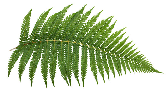 Single vibrant green fern frond with detailed leaves, a symbol of nature and growth.