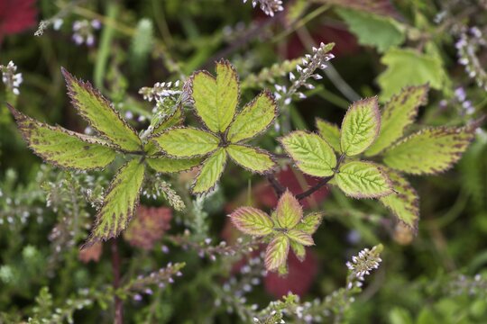 Blackberry (Rubus fruticosus) leaves, Terschelling, Netherlands