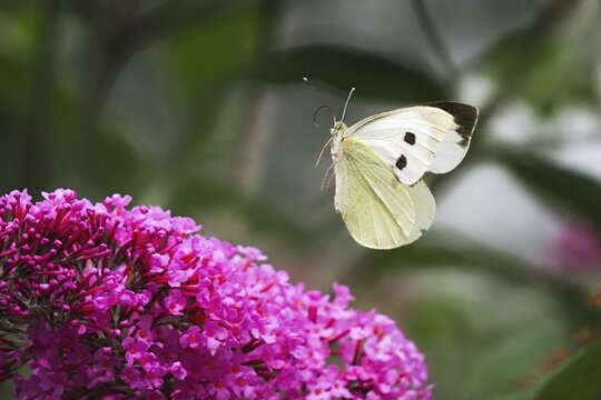 Cabbage butterfly (Pieris brassicae), flying, approaching flower of butterfly-bush (Buddleja davidii), Hesse, Germany