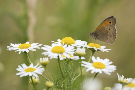 Meadow brown (Maniola jurtina) on flower of daisy, Hesse, Germany