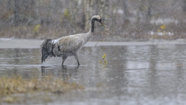 Crane (Grus grus), striding through water in blowing snow in a bog and snowy landscape in early spring, Hamra National Park, Dalarna, Sweden, Scandinavia