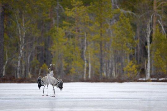 Crane (Grus grus), breeding pair striding across a frozen lake in early spring, Hamra National Park, Dalarna, Sweden, Scandinavia