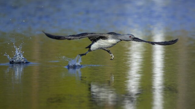 Red-throated diver (Gavia stellata), taking off from a bog lake, V&auml;rmland, Sweden, Scandinavia