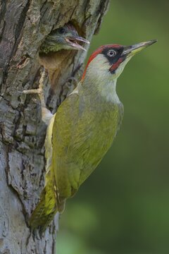 European green woodpecker (Picus viridis), male at nest hole feeding almost fledged young, Biosphere Reserve, Swabian Alb, Baden-W&uuml;rttemberg, Germany