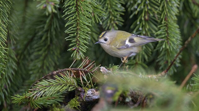 Winter Goldcrest (Regulus regulus), on spruce branch, Rosensteinpark, Stuttgart, Baden-W&uuml;rttemberg, Germany