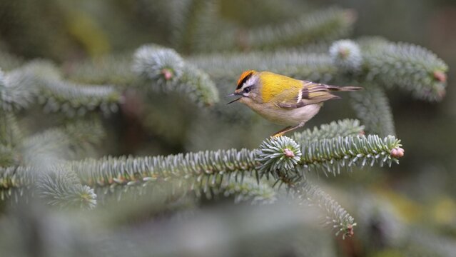 Summer Goldcrest (Regulus ignicapilla), on spruce branch, Rosensteinpark, Stuttgart, Baden-W&uuml;rttemberg, Germany