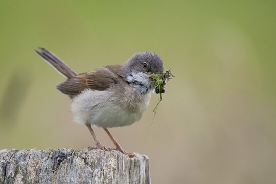 Common whitethroat (Sylvia communis) with insects in its beak, Hesse, Germany