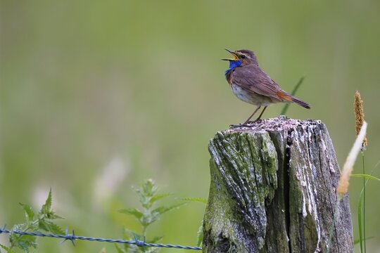 Bluethroat (Luscinia svecica), male, singing on fence post, Lower Saxony, Germany
