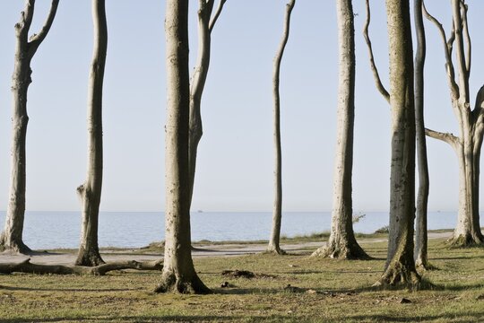 Beech forest (Fagus sylvatica), Gespensterwald Nienhagen, Mecklenburg-Western Pomerania, Germany