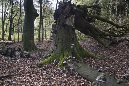 Dead copper beech (Fagus sylvatica) with fungal infestation, scale (Fomes fomentarius), Emsland, Lower Saxony, Germany
