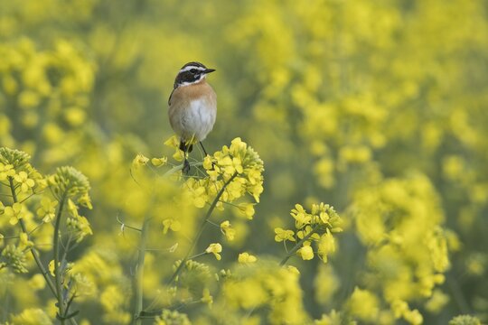 Whinchat (Saxicola rubetra) in rape (Brassica napus), Emsland, Lower Saxony, Germany