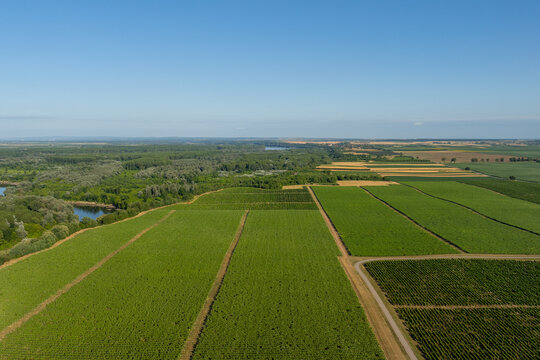 Aerial view of emerald vineyards meeting the horizon, a tapestry of rural beauty with the distinctive water features nestled amongst the trees, Ilok, Vukovar-Srijem County, Croatia.