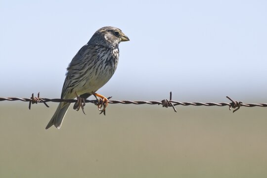 Corn Bunting (Emberiza calandra), Extremadura, Spain