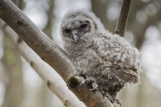 Young Tawny Owl (Strix aluco), branchling, Emsland, Lower Saxony, Germany