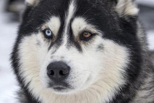 Husky, sled dog, portrait, different eye colour, Todtmoos, Black Forest, Baden-W&uuml;rttemberg, Germany