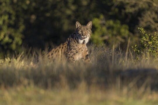Pardelluchs, Iberian lynx (Lynx pardinus), adult female secures from tall dry grass, Toledo province, Castile, La Mancha, Spain