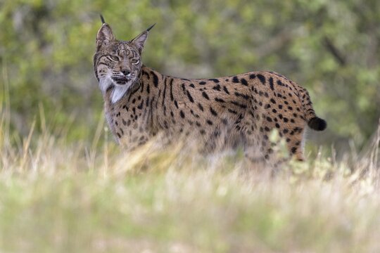 Iberian lynx (Lynx pardinus), adult female standing securely in a meadow, Toledo province, Castile, La Mancha, Spain